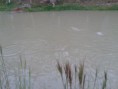 /album/pesque-e-pague/a2012-11-27-18-04-08-jpg/